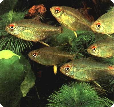 Tetra - Lemon - QUANTITY OF 3